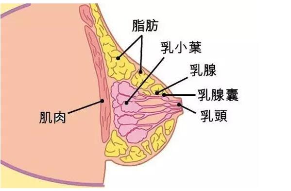 快来和广西美容培训学校学乳腺保养话术